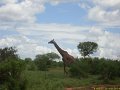 Kenya Safari Tsavo Est et Ouest 010